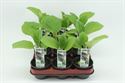 Afbeelding van Aubergine